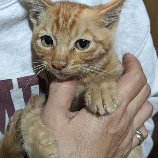 元野良の可愛い子猫です