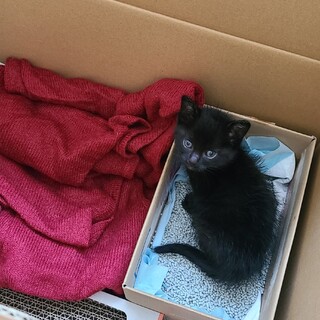 人懐っこいオスの黒猫です！