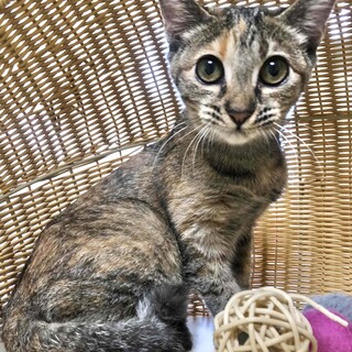 【10/29東銀座】ビーちゃん★4ヵ月半♪