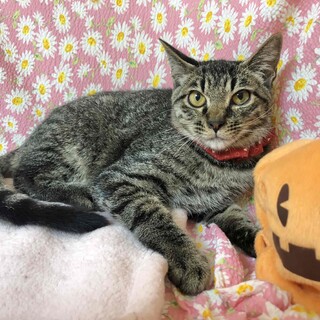 【10/29東銀座】タダくん★4ヵ月半♪