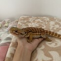 フトアゴヒゲトカゲ