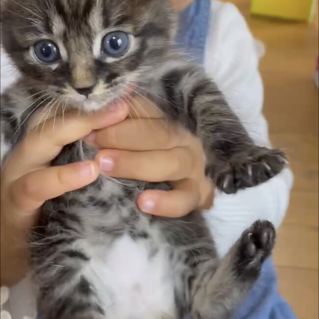 ルル0819のカバー写真