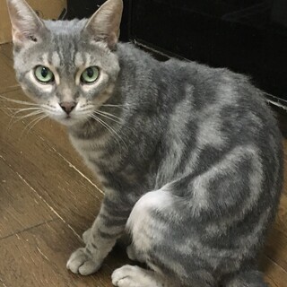 【12/24⭐️堺東にて譲渡会】参加チャーリーくん