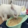 *まっ白子猫☆さしみちゃん(仮) サムネイル2