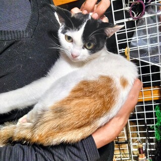 膝ノリ三毛。お顔は八割れ、下半身はオレンジ。