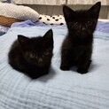 そっくり黒猫姉妹　葉愛(はあ)♀500g