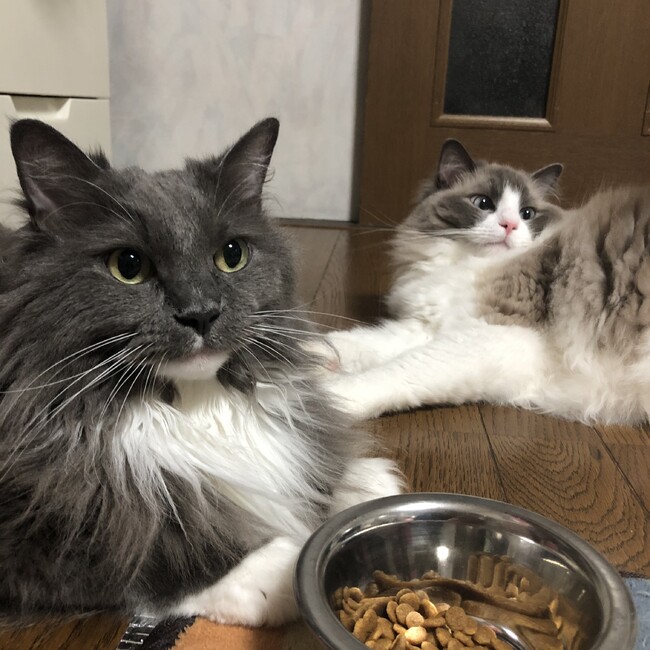 あみゅたろうのカバー写真