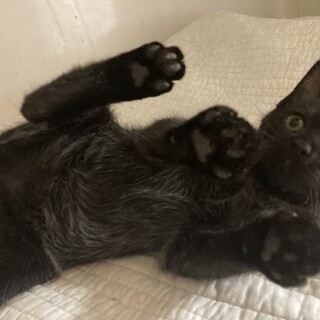 白い毛が混じった黒の子猫です