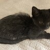 白い毛が混じった黒の子猫です サムネイル2