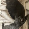 白い毛が混じった黒の子猫です サムネイル3