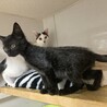 白い毛が混じった黒の子猫です サムネイル4