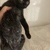 白い毛が混じった黒の子猫です サムネイル5