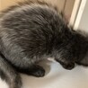 白い毛が混じった黒の子猫です サムネイル6
