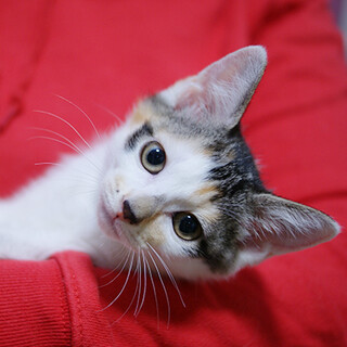 おっとり美人のご機嫌さん☆セリーヌちゃん