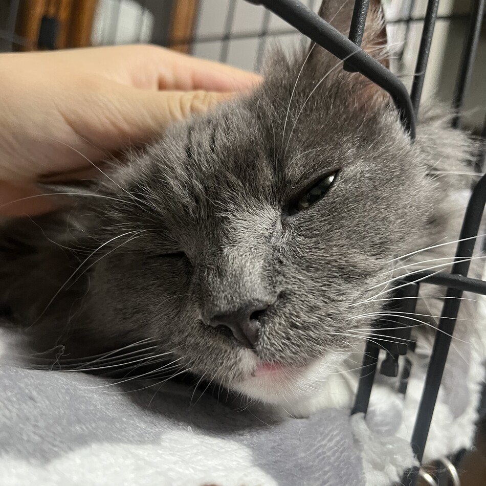 アミュのカバー写真