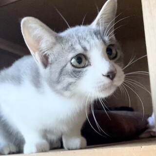 毛色がグレーパステル系の賢く人なつっこ男子、福君