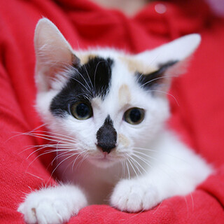 ちょこまか美人の妹分☆アデリーヌちゃん