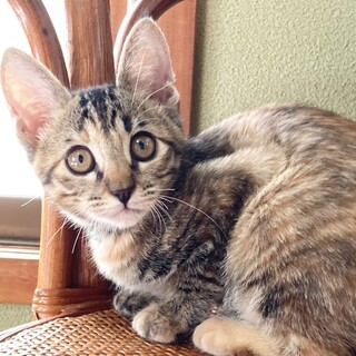 天真爛漫！超キュート美少女2ヶ月半