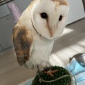 メンフクロウの里親募集