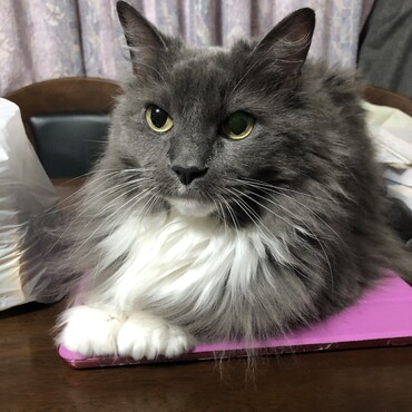 かわいいおてて