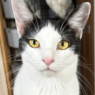 遊ぶの大好きな黒白の女の子＊こうしちゃん・3歳