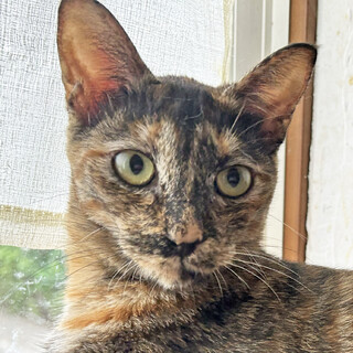 サビの女の子・コナミちゃん3歳