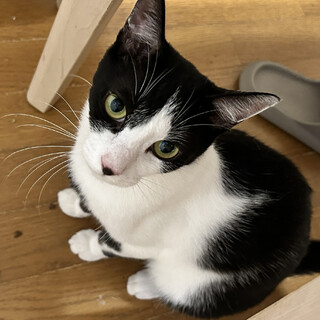 甘えん坊の黒白の女の子＊りんちゃん・3歳