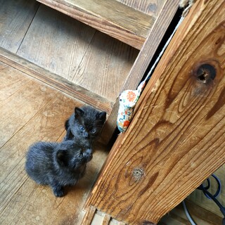黒猫ブラザーズ　（生後約1ヶ月半）