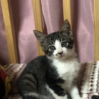 2ヶ月★白キジ男の子★仲良し兄弟、同時募集！