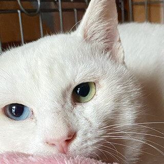 【緊急募集】人馴れ抜群！オッドアイ【うさぎくん】