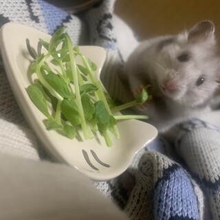 ハムスター女の子