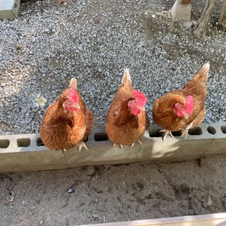 ニワトリ♀３羽のお家を探してます