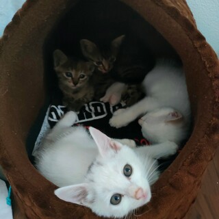 【トライアル決定】もうすぐ生後2ヶ月の白猫女の子