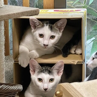 もうすぐ生後６ヶ月の兄弟