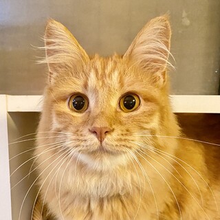 たんたん⭐︎兄妹2匹一緒希望