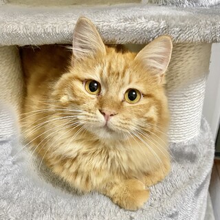 にんにん⭐︎兄弟2匹一緒希望