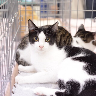 甘えん坊　オス