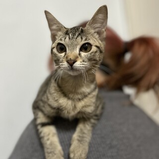 見学可★お膝が大好き★ここちゃん