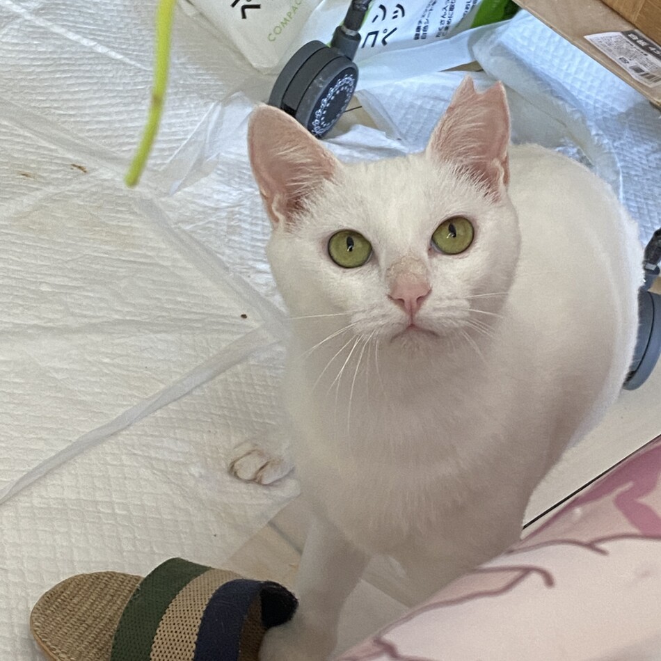 ミルキちゃんのカバー写真