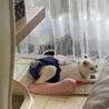 枕に頭ではなくお尻をのせています。骨折した骨はまだ痛いのかな?これで心地よいみたい。