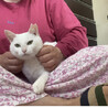 2ヶ月目。家猫になりました