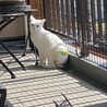 ベランダでのデビュー
