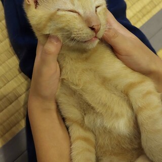 茶トラ男の子3ヶ月