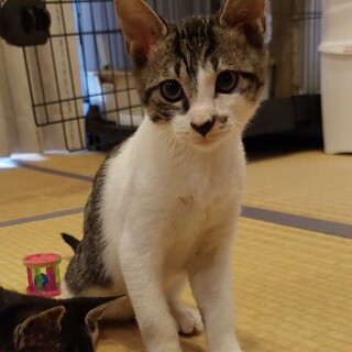 可愛い白キジ　3ヶ月