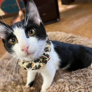 白いおひげにピンクのお鼻☆ぽっきー