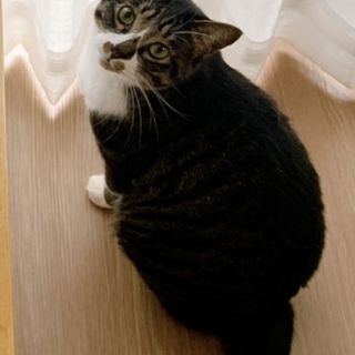 お家猫さんいるお宅希望‼️猫大好きなチビ君