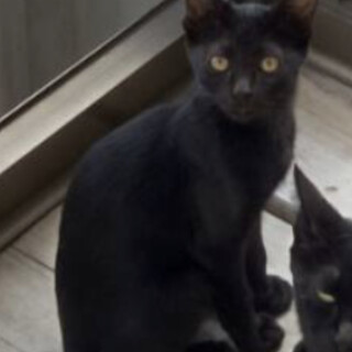 小さめ黒猫4ヶ月