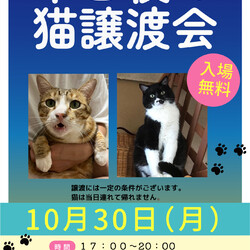 平日夜の猫譲渡会