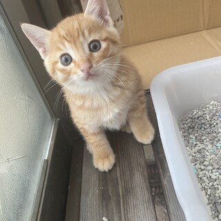 仔猫里親募集