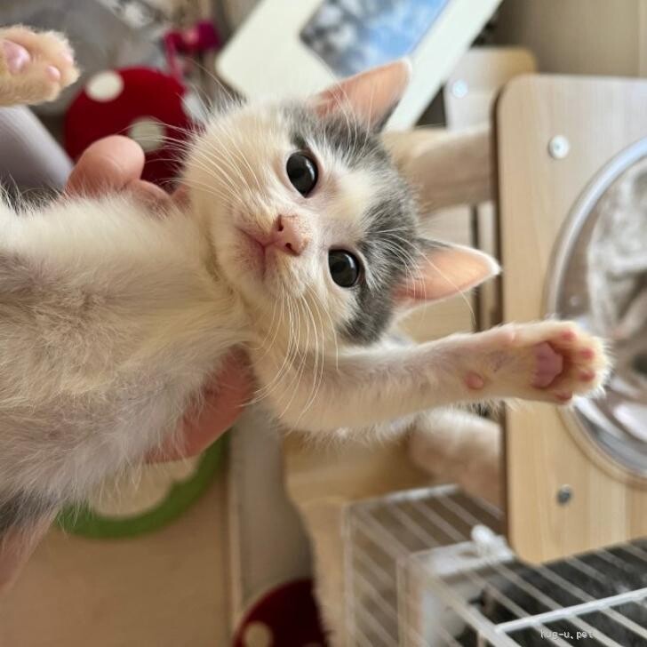 ハチワレグレー猫 カヤ ☪︎⋆☽様 猫 レジンヘアゴム グレー